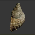 Spiral Conch Shell With Red Interior And Brown Spotted Exterior On Gray Background 3d model