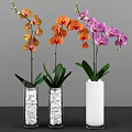 Elegant Colorful Orchids Arrangement in Transparent and White Vases with Green Leaves