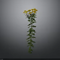 Tall Plant With Long Stem Green Leaves And Vibrant Yellow Flowers