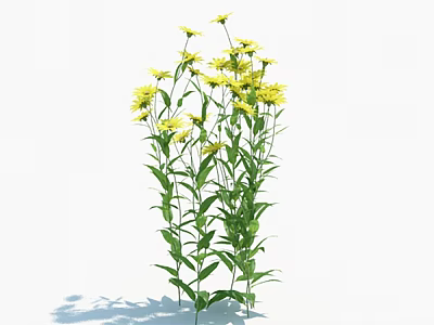 Bright Yellow Flowers With Green Leaves On Tall Stems Against White Background 3d model