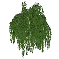 Weeping Willow Tree with White Trunk Drooping Green Leaves in Lush Grass Against Blue Sky
