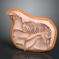 Fossilized Prehistoric Animal Organ Skeleton With Orange Slab Base And Bone Structure