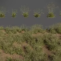 Green Grass with Various Forms Displaying Single Plants and Clusters Against Dark Background 3d model
