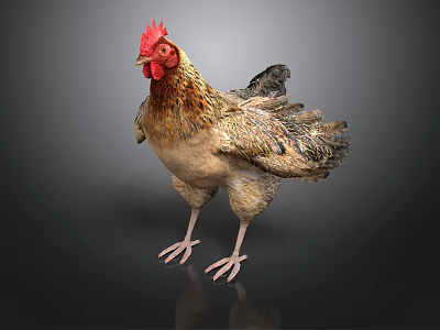 Brown And Beige Chicken With Red Comb Standing On Black Background 3d model