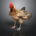 Brown And Beige Chicken With Red Comb Standing On Black Background