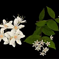 White Flowering Plant With Small Blooms And Green Leaves On Branches