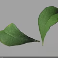 Two Fresh Green Leaves Showing Natural Texture And Light Shadow Effect