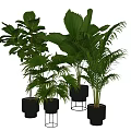 Indoor Potted Green Plants With Various Black Pots And Metal Stands