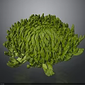 Vibrant Green Chrysanthemum Flower With Lush Petals And Unique Bloom
