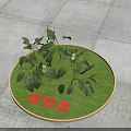 Vegetable Category Display With Circular Green Mat And Fresh Leafy Plants
