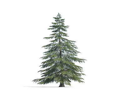 Majestic Evergreen Arbor With Lush Dense Foliage And Straight Trunk 3d model