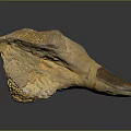 Paleontologist Examining Ancient Dinosaur Fossilized Tooth Specimen With Rough Surface Texture