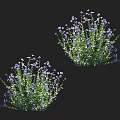 Purple Flowering Plants With Lush Green Leaves Blooming Vibrantly In Natural Outdoor Setting