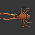 Orange Lobster with Large Claws and Long Legs on Dark Background in