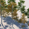 Trees With Green And Yellow Leaves And White Trunks On Light Background Collection