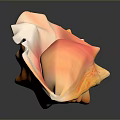 Orange and White Conch Shell with Wavy Edges on Black Background with Reflection
