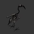 Close Up View Of Bird Skeleton With Long Beak And Vertebrae Structure
