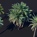 Multiple Palm Trees With Green Fronds Textured Trunks And Natural Shadows 3d model