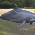 Gray Aquatic Dolphin With Sleek Body Swimming In Natural Marine Environment