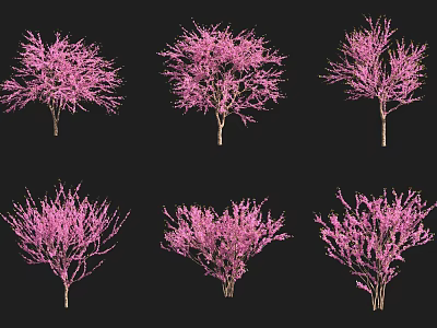 Arbor Trees with Pink Flowers Showcased in Various Forms on Black Background 3d model