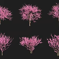 Arbor Trees with Pink Flowers Showcased in Various Forms on Black Background 3d model