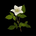 Elegant Wild Plant with White Flower and Green Leaves Isolated on Black Background