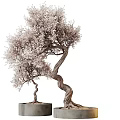 Decorative Bonsai Plant With Curved Trunk And Pink Blossoms In Black Pot