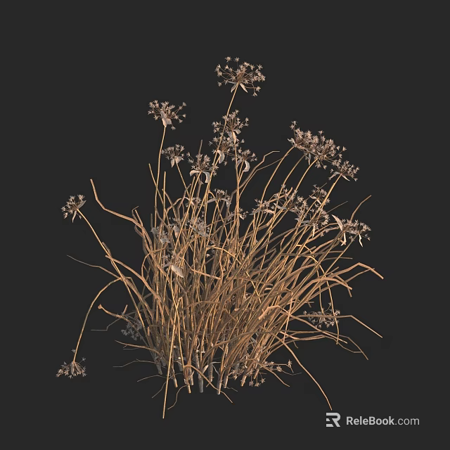 Dried Wildflowers and Dry Grass with Natural Dry Texture Against Black Background 3d model 