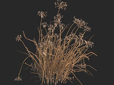Dried Wildflowers and Dry Grass with Natural Dry Texture Against Black Background 3d model