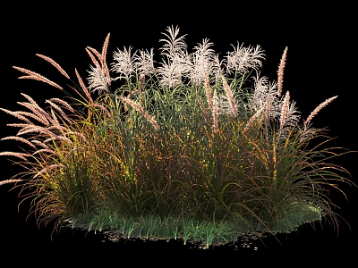 Ornamental Garden Shrubs With Colorful Foliage And White Plumes For Landscaping 3d model