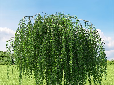 Weeping Willow Tree With Hanging Green Leaves Against Blue Sky And Green Meadow 3d model