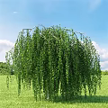 Weeping Willow Tree With Hanging Green Leaves Against Blue Sky And Green Meadow