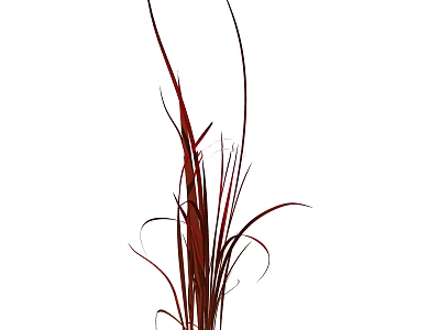 Vibrant Red Ornamental Grass with Long Slender Curved Leaves for Garden Decor 3d model