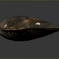 Clam Showing Natural Coloration With Textured Brownish Orange Shell On Gray Background