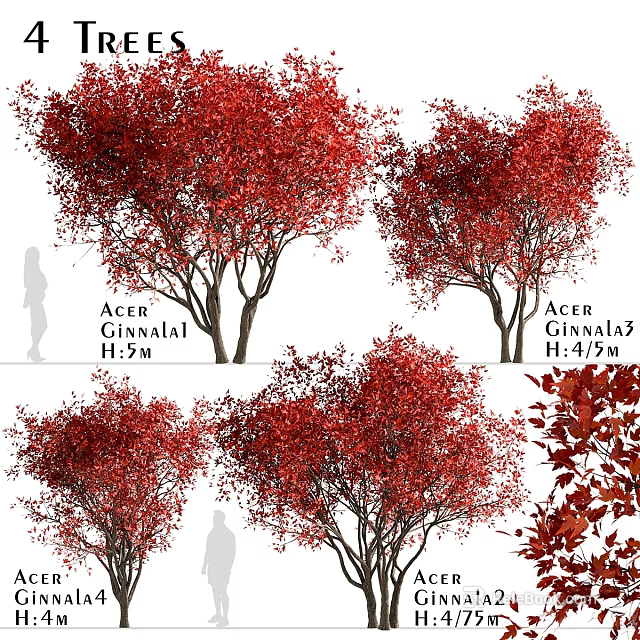 Decorative Acer Ginnala Plant Set With Red Leaves And Different Heights 3d model 