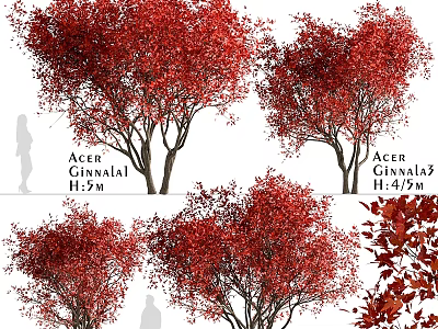Decorative Acer Ginnala Plant Set With Red Leaves And Different Heights 3d model