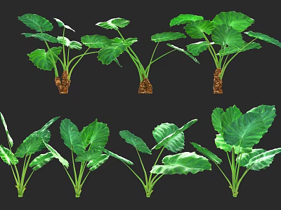 Fresh Green Plants With Large Vibrant Leaves And Rooted Stems 3d model