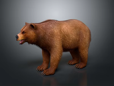 Realistic Brown Bear Standing with Thick Fur on Gray Background 3d model