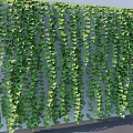 Lush Green Vines Covering Wall With Dense Foliage And Decorative Hanging Tendrils