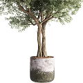 Garden Potted Olive Tree With Twisted Trunk And Lush Green Foliage