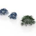 Three Blue and Green Trees with Lush Foliage on White Background