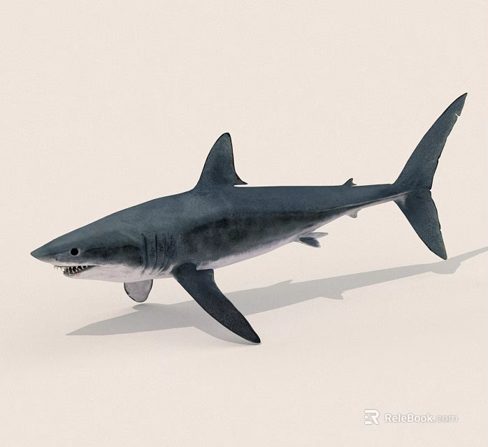 Realistic Dark Gray Shark Swimming On Light Background With Detailed Features 3d model 