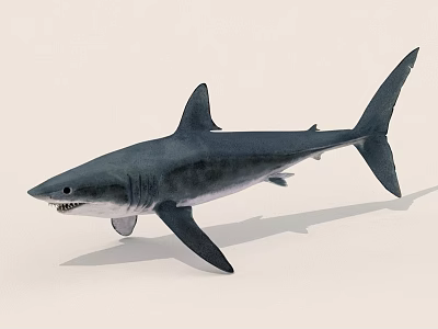 Realistic Dark Gray Shark Swimming On Light Background With Detailed Features 3d model