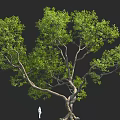Large Tree with Lush Foliage and Thick Trunk in 3D Rendering with Small Figure 3d model