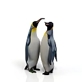 Two Penguins Standing Face to Face Interacting on White Background