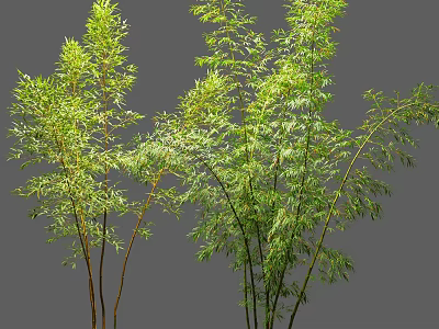 Healthy Green Bamboo Plants With Lush Leaves Against Gray Background 3d model