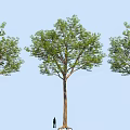 Three Tall Arbor Trees With Lush Green Foliage And Human Figure Against Blue Sky
