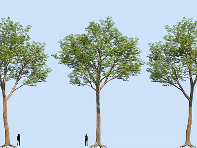 Three Tall Arbor Trees With Lush Green Foliage And Human Figure Against Blue Sky 3d model