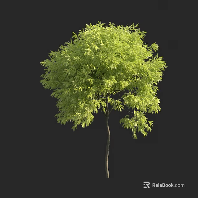 Lush Green Leafy Arbor With Slender Trunk Isolated On Black Background 3d model