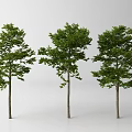 Three Arbor Trees With Green Foliage And Brown Trunks Side by Side 3d model